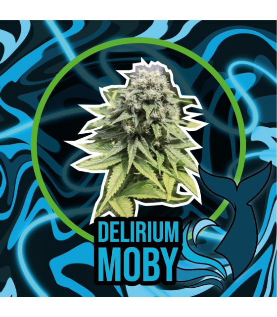 DELIRIUM SEEDS DELIRIUM MOBY FAST 1UD