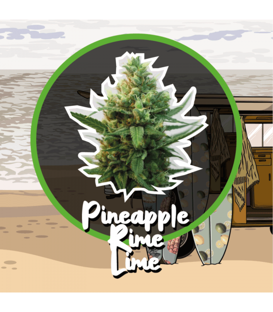 DELIRIUM SEEDS PINEAPPLE RIME LINE FAST 1UD