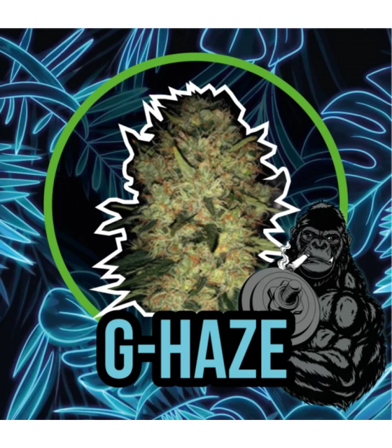 DELIRIUM SEEDS G HAZE FAST 1UD