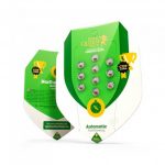 royal kush auto 3uds semillas automáticas kush con sabor terroso y efecto relajante