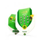 royal queen seeds royal jack auto 10uds semillas automáticas con efecto energético y sabor especiado.