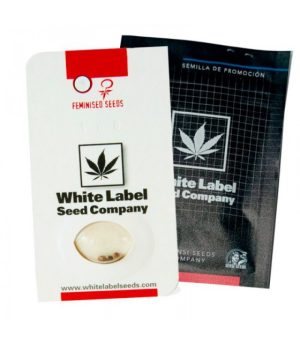 white label master kush auto 3+1uds semillas automáticas índicas con sabor terroso y efecto físico relajante.