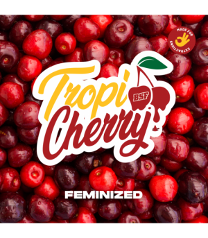 TROPI CHERRY 2UDS BSF SEEDS