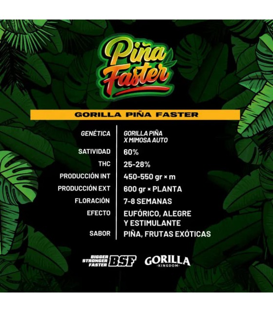 GORILLA PIÑA FF GK 7UDS BSF SEEDS - Imagen 2