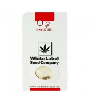 WHITE LABEL WEDDING CHEESECAKE 3UDS